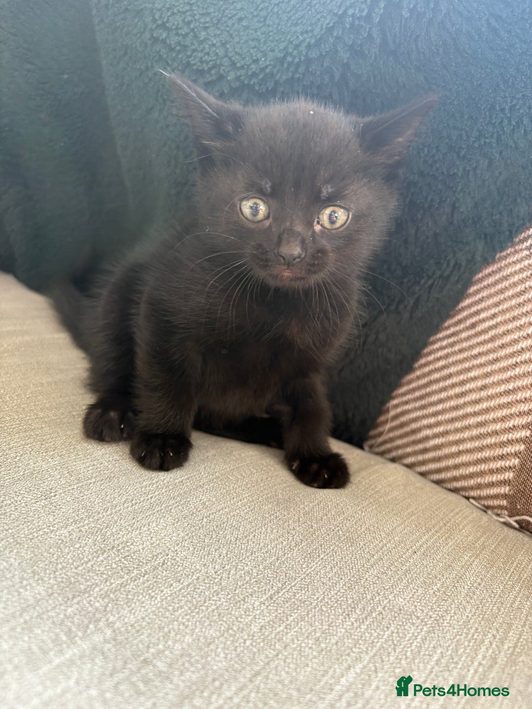 British Shorthair cats for sale: 4 kittens for sale - Image 17