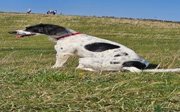 Mixed Breed dogs for sale: Dobby - Image 4
