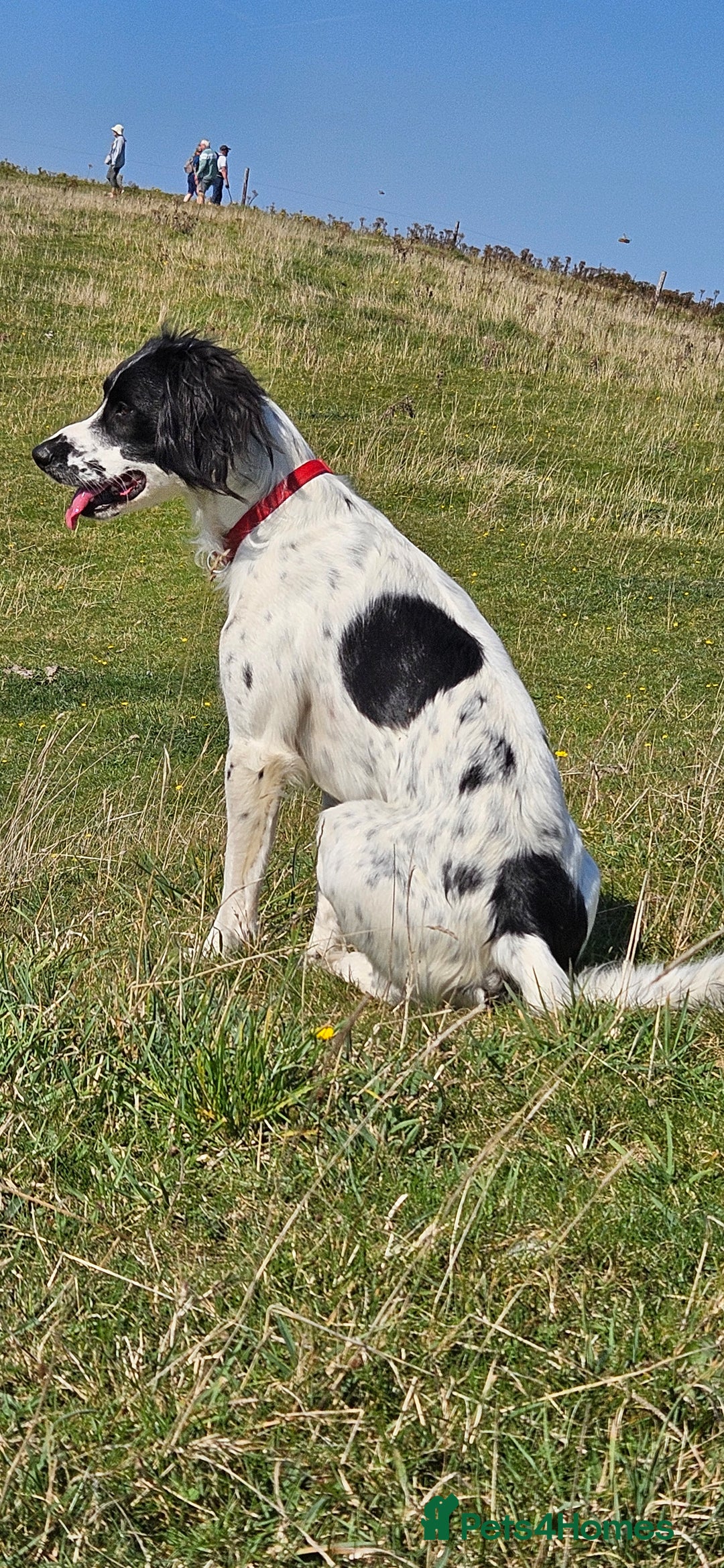 Mixed Breed dogs for sale: Dobby - Image 4