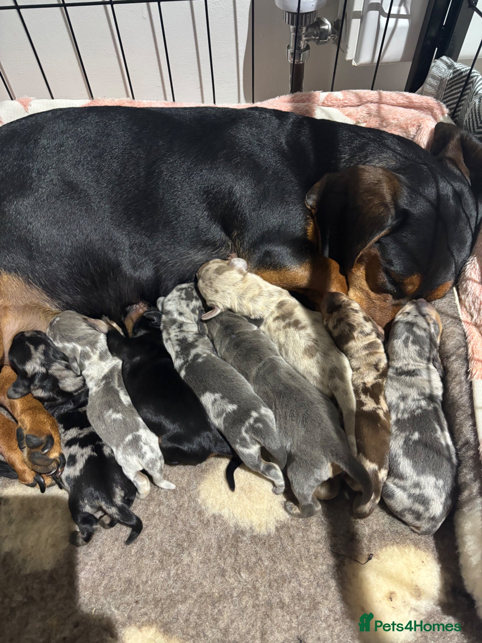 Dachshund dogs Beautiful dachshund puppies  - Advert 1