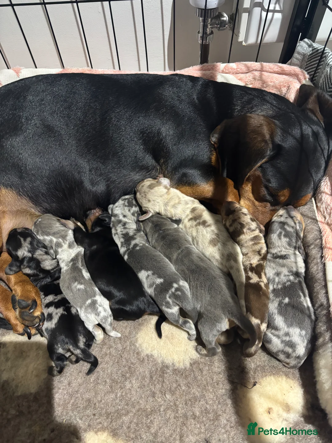 Dachshund dogs for sale: Beautiful dachshund puppies  - Advert 1