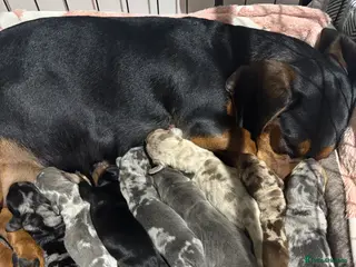 Dachshund dogs Beautiful dachshund puppies - Advert 2