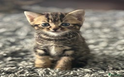 Mixed Breed cats for sale: Kittens looking for forever home  - Image 2