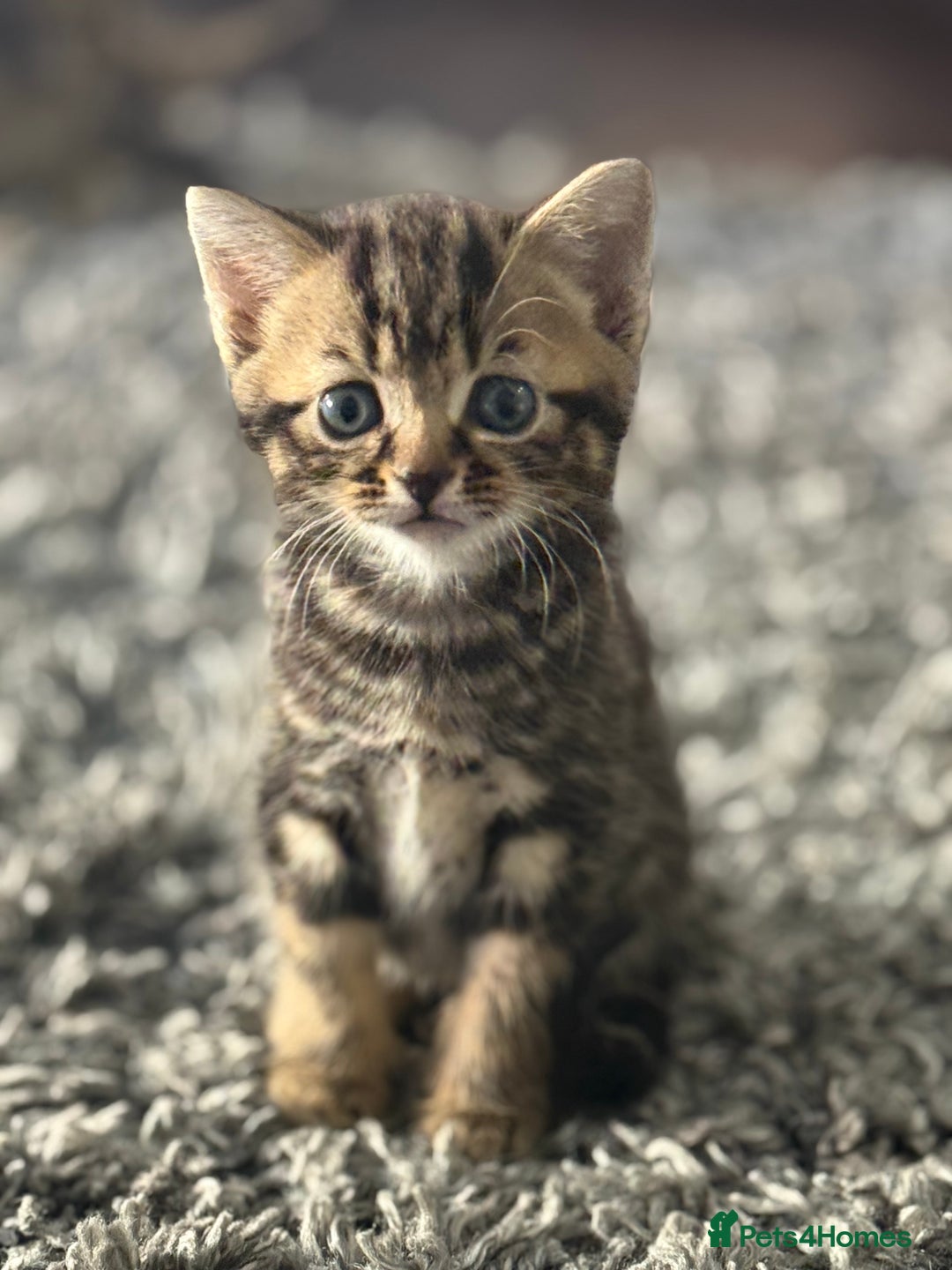 Mixed Breed cats for sale: Kittens looking for forever home  - Image 2