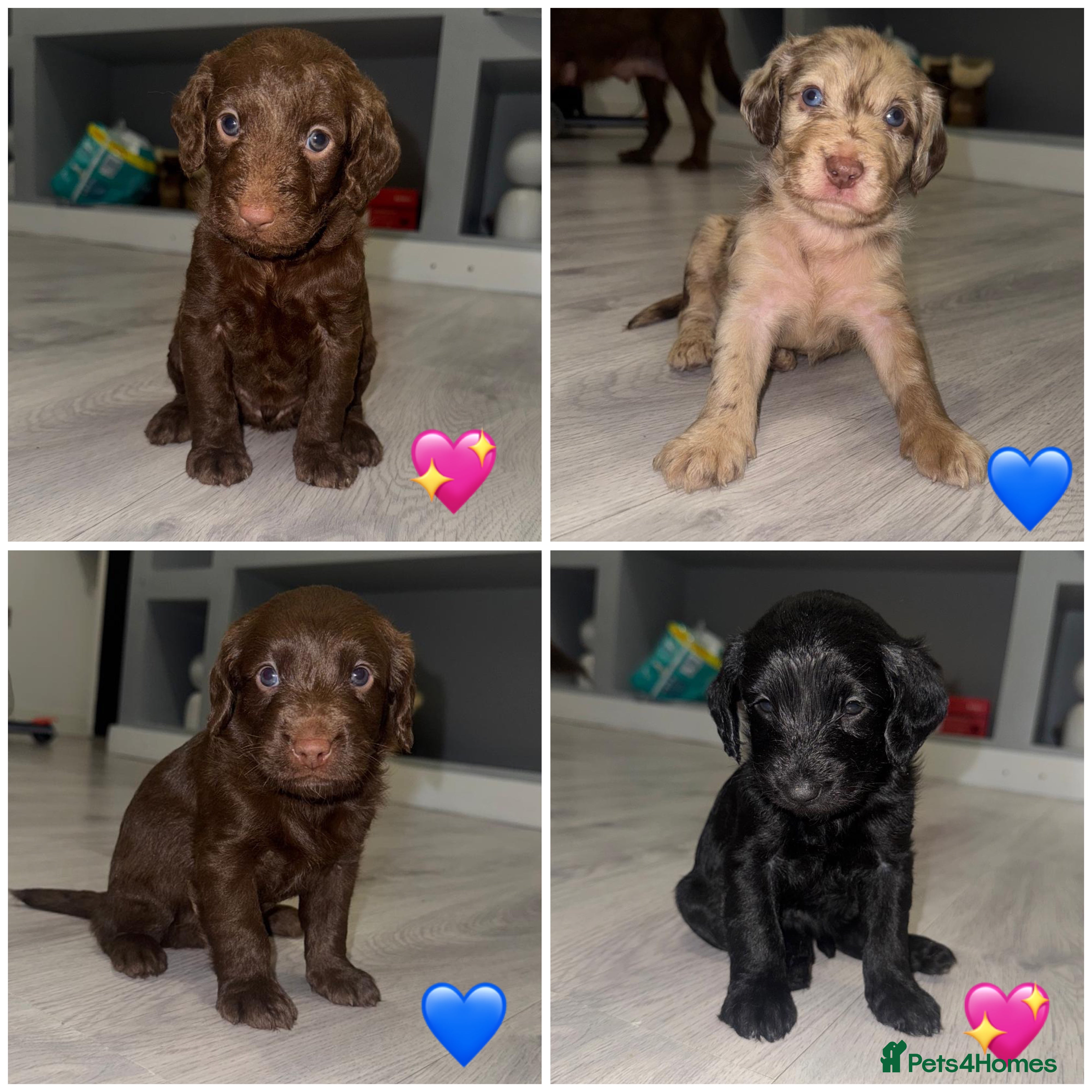 Labradoodle dogs Stunning labradoodle puppies - Advert 17