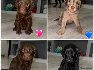 Labradoodle dogs Stunning labradoodle puppies - Advert 2