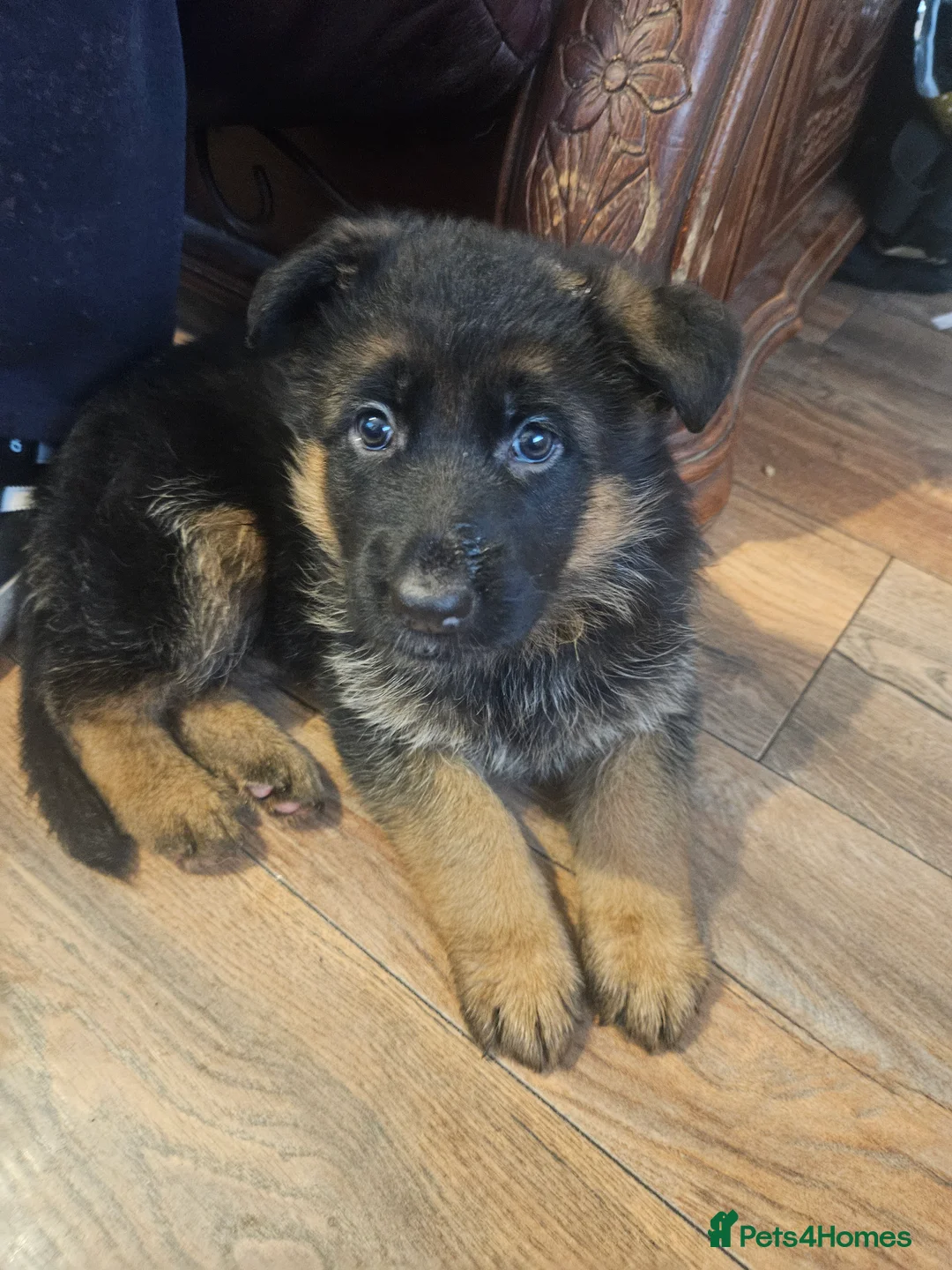 German Shepherd dogs for sale: German shepherd puppies - Advert 32