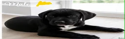 Mixed Breed dogs for sale: Cane Corso-Springer spaniel mix - Advert 3