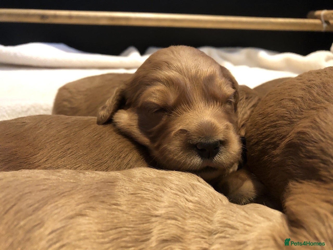 Mini Goldendoodle dogs Fox Red F1 Miniature Goldendoodle 100% DNA Clear - Advert 2