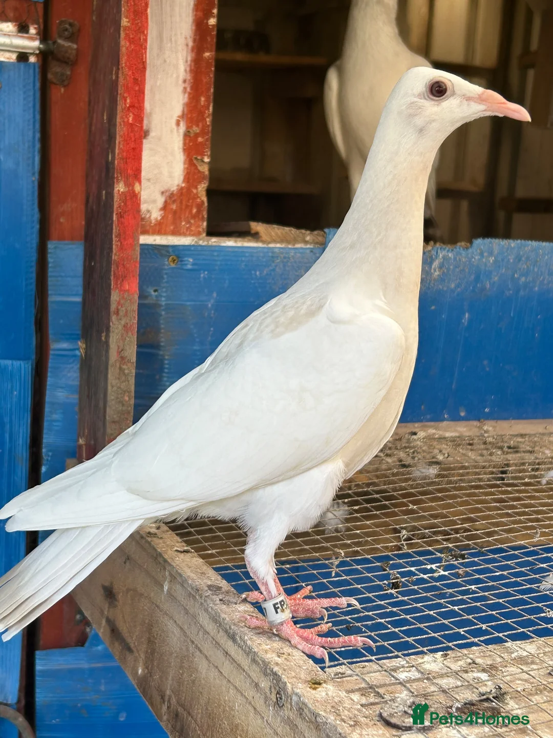 Pigeons birds for sale: Pigeon - Advert 2