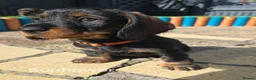 Dachshund dogs for sale: Stunning Standard Dachshund Puppies Ready Now - Advert 21