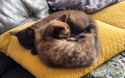 Havana Brown cats for sale: Rare Havana Brown's kittens - Image 22