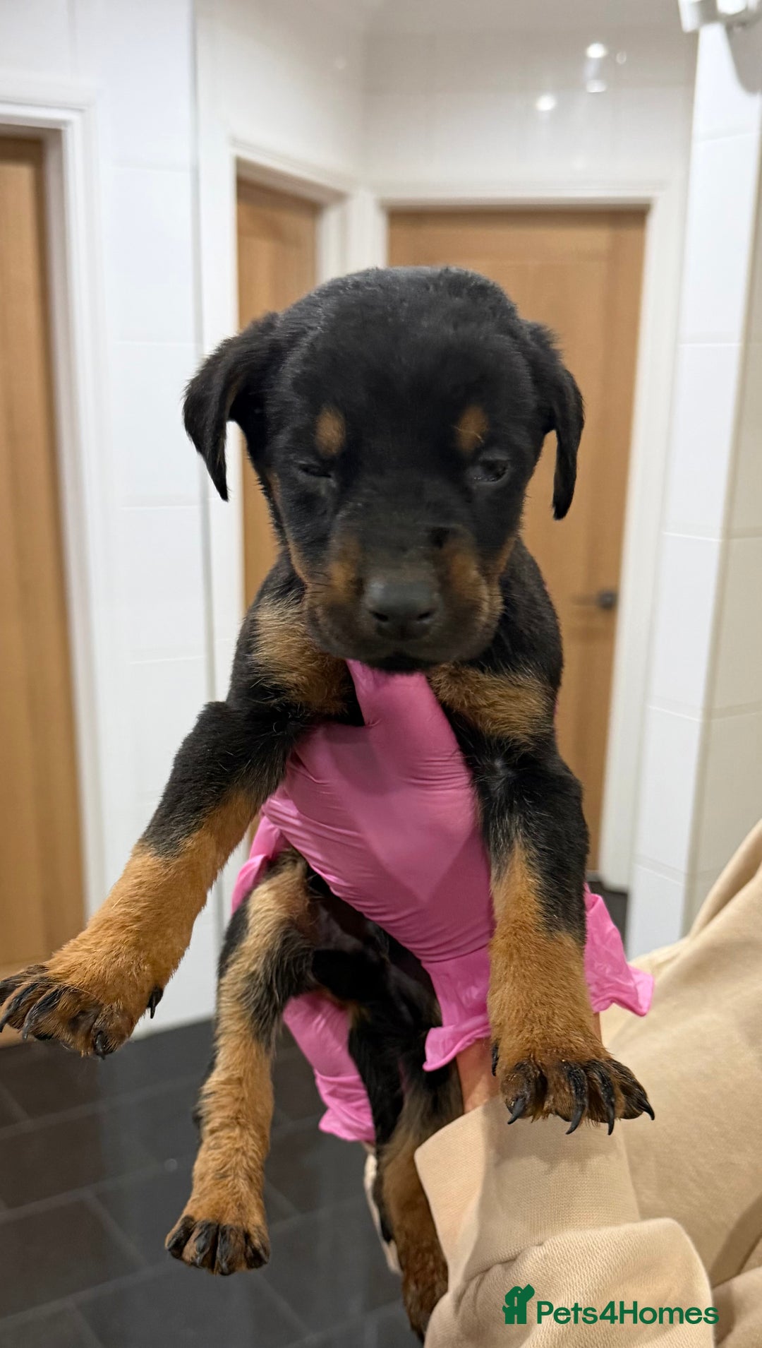 Mixed Breed dogs for sale: Doberman X puppies for sale  - Advert 17