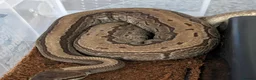 Python Snake reptiles for sale: Male jigsaw royal python approx 5 to 6 years  - Advert 3