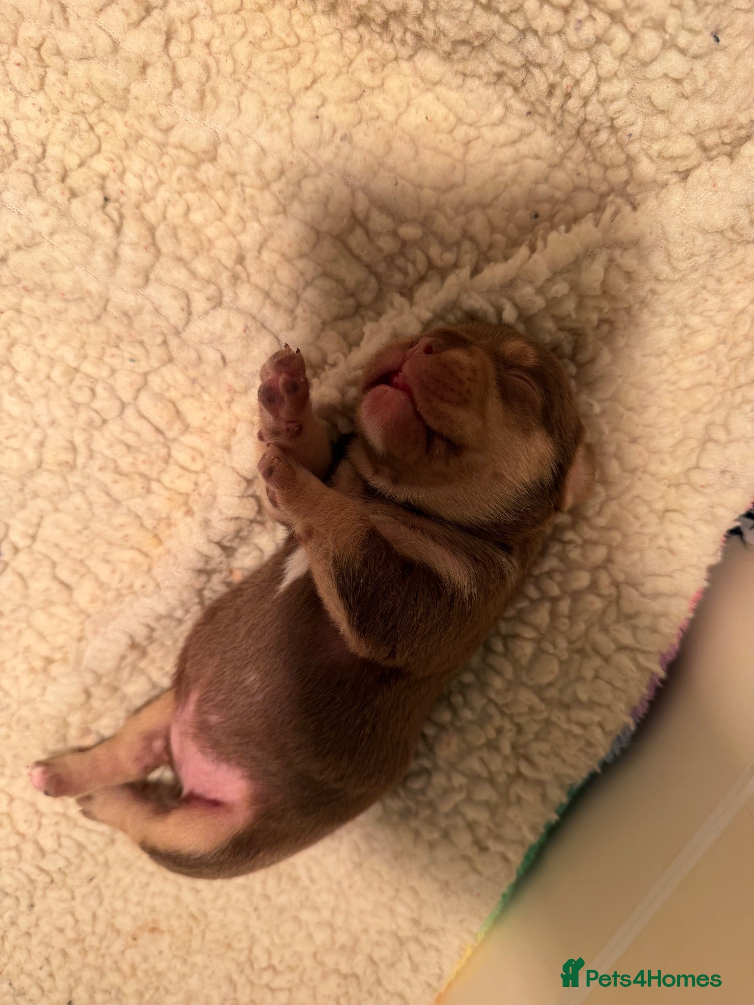 French Bulldog dogs ROJO PUP CARRYING FLUFFY  - Advert 18