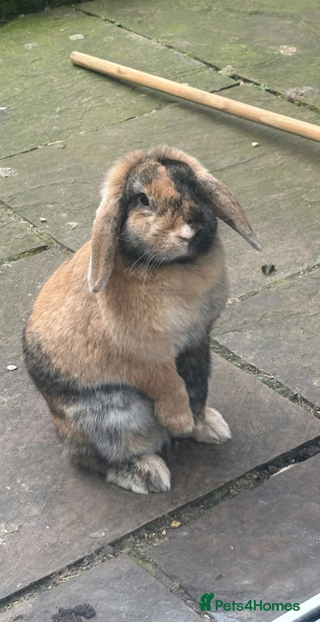 Mini Lop rabbits for sale: 2 sister mini lops  - Advert 1