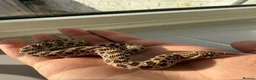 Snake reptiles for sale: Young hognose het lavender  - Advert 4