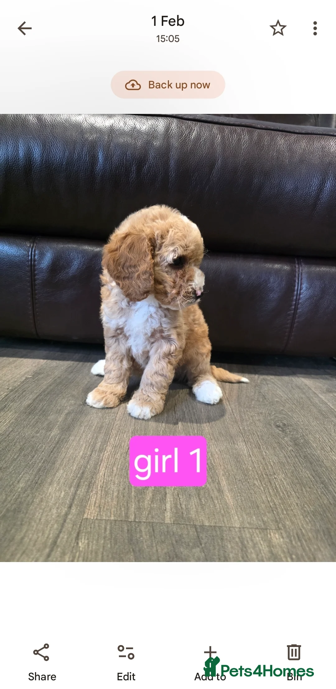 Cockapoo dogs for sale: Adorable Cockapoo pups ready to go 🐾 - Advert 3