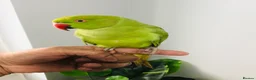 Ringnecks birds for sale: Beautiful hand tamed ringneck parrots for sale. - Advert 4