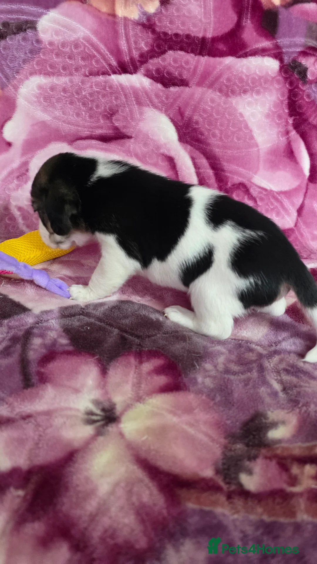 Beagle dogs for sale: Beautiful Beagle puppies looking for loving homes - Advert 13