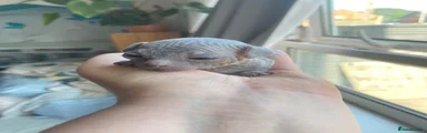 Sphynx 2