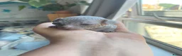 Sphynx cats for sale: Sphinx babies - Advert 2