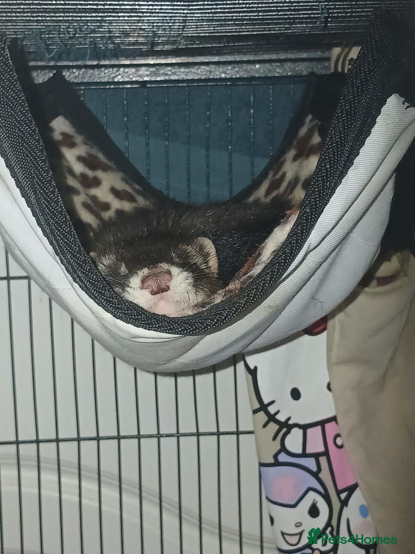 Ferret rodents Two hobs, up to reasonable price offers - Advert 1