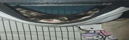 Ferret rodents for sale: Two hobs, up to reasonable price offers in Wolverhampton - Advert 1