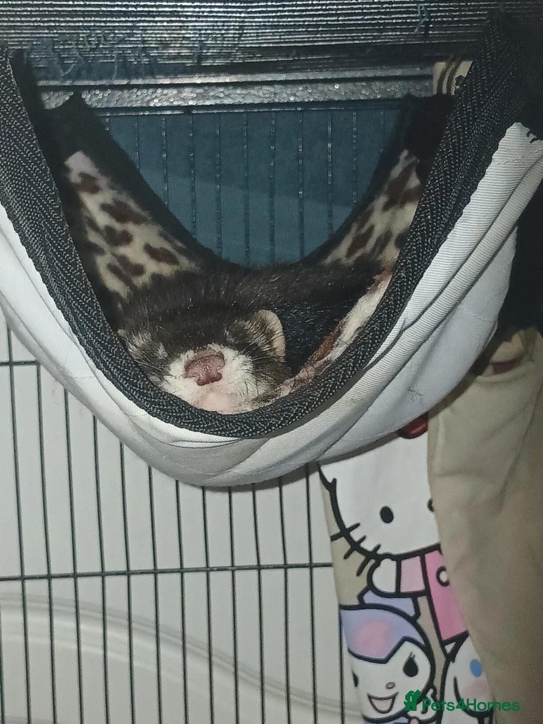 Ferret rodents for sale: Two hobs, up to reasonable price offers in Wolverhampton - Advert 1