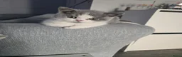 British Shorthair cats for sale: British shorthairs kittens  ready now - Advert 2