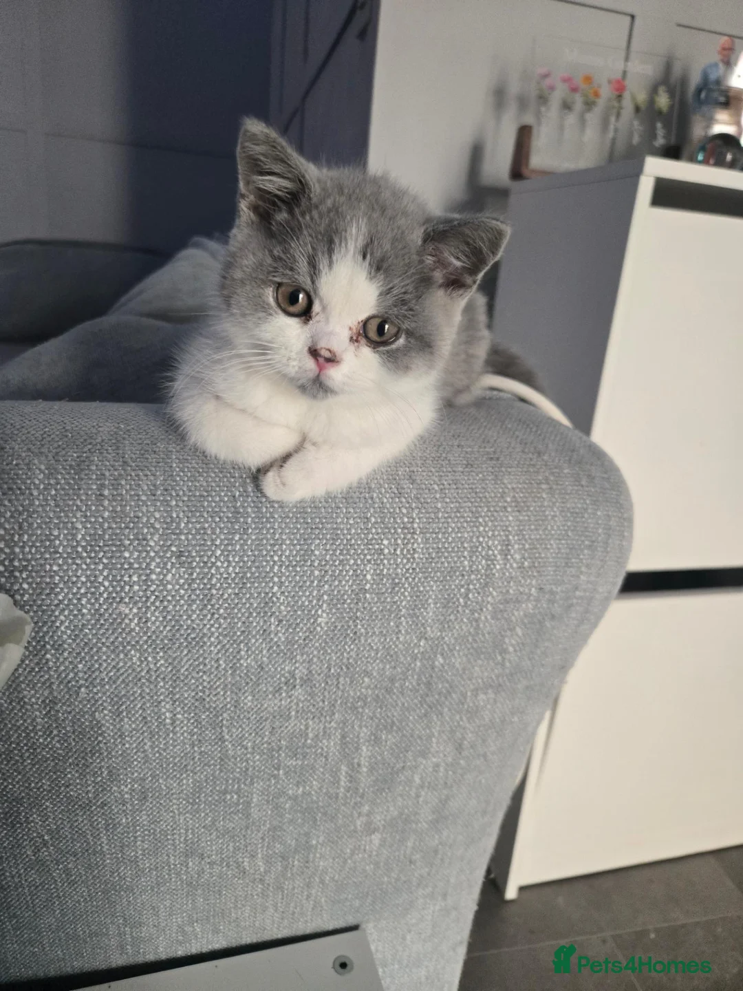 British Shorthair cats for sale: British shorthairs kittens  ready now - Advert 2