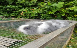 Lionhead rabbits for sale: 3 Beautiful Lion Head Babies - Image 4