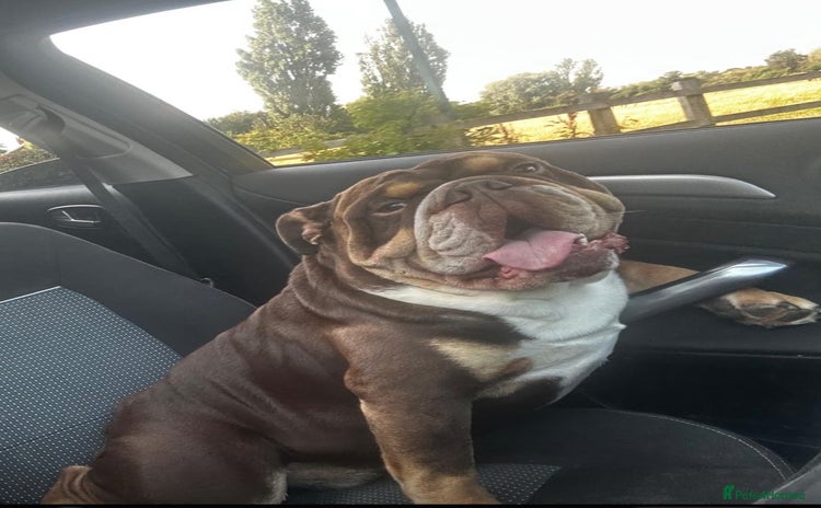 English Bulldog dogs - Advert 1