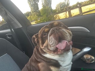 English Bulldog dogs - Advert 9