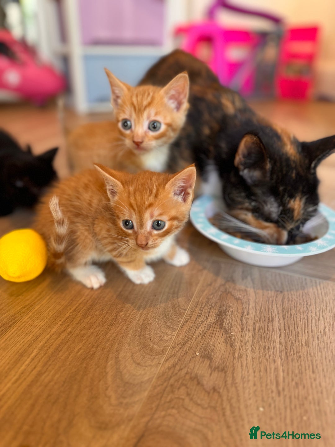 British Shorthair cats for sale: 6 British shorthair/calico kittens ready now - Image 5