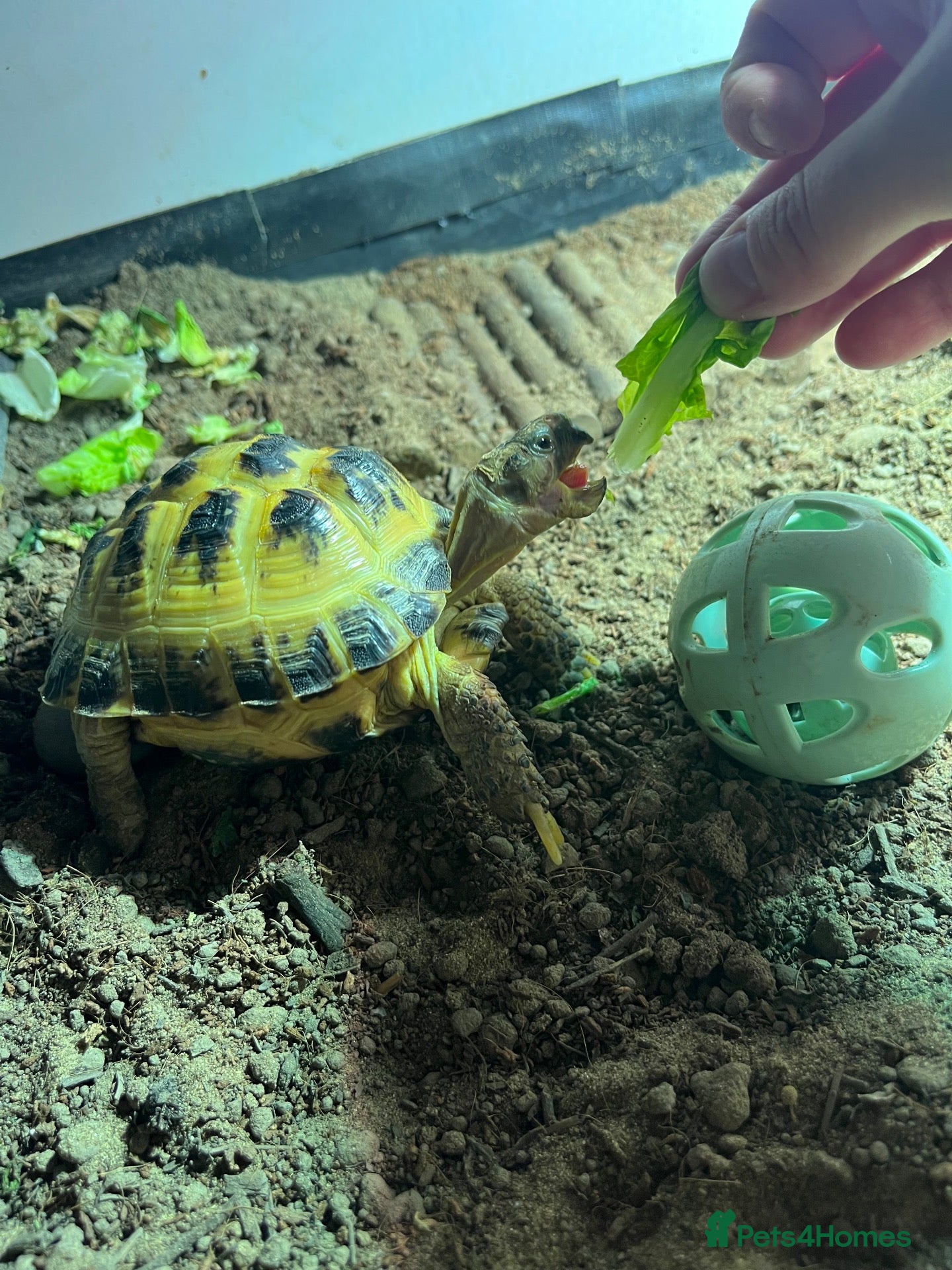 Tortoise reptiles Young Russian tortoise  - Advert 1