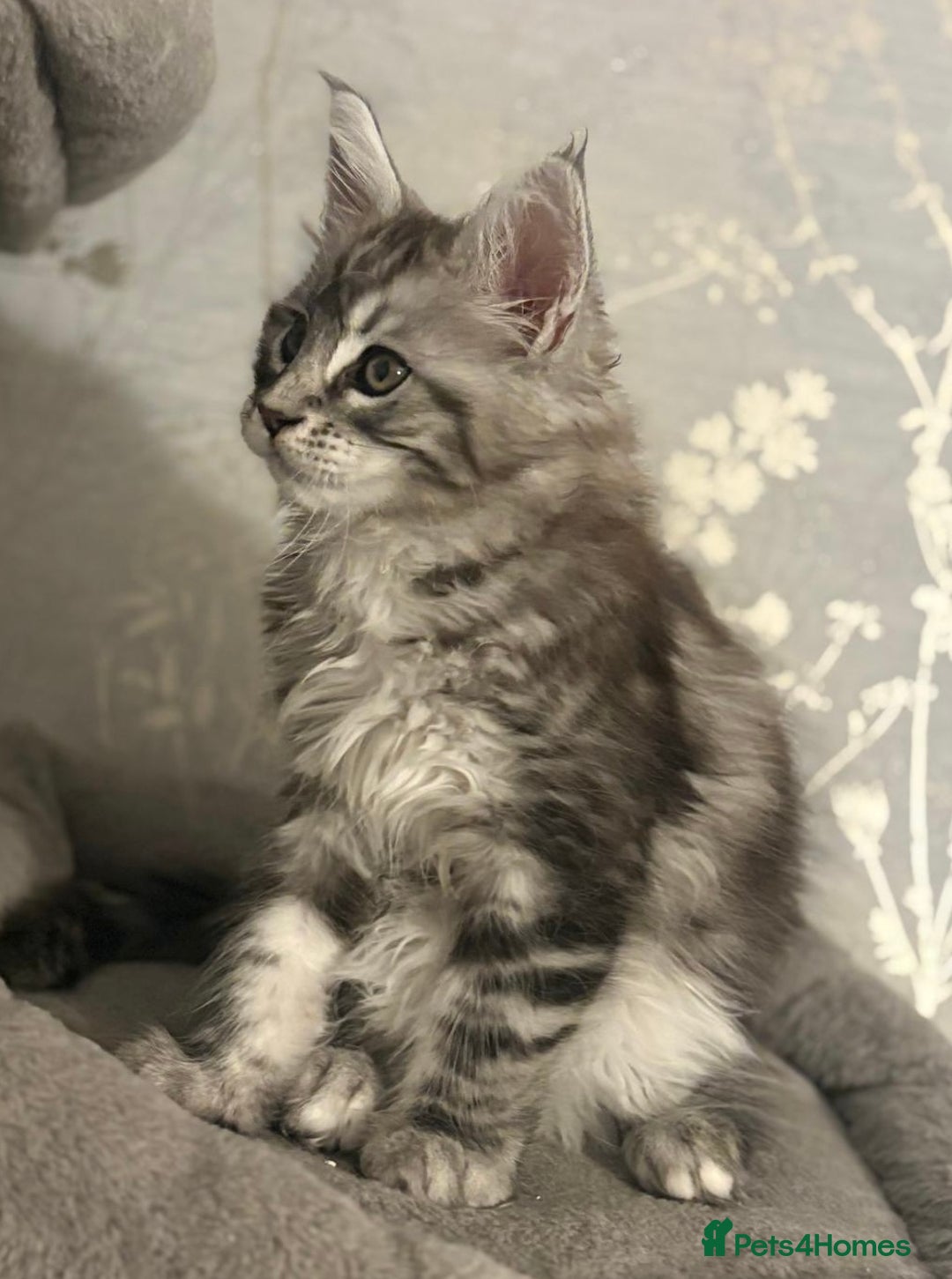 Maine Coon cats for sale: Ready to leave quality Maine coon kittens - Advert 25