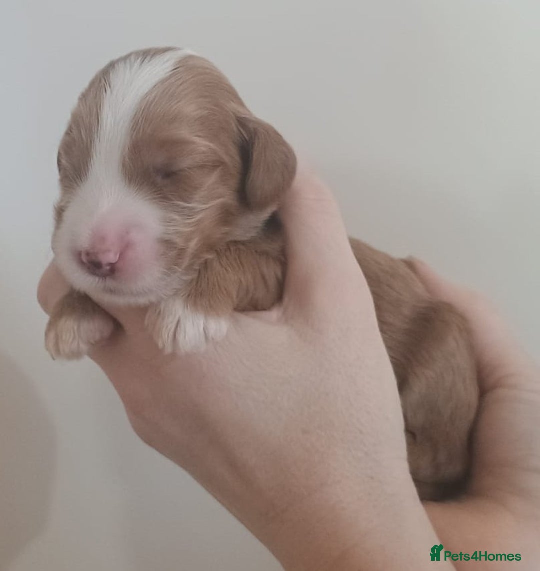 Mixed Breed dogs for sale: Australian doubledoodle puppies - Image 15