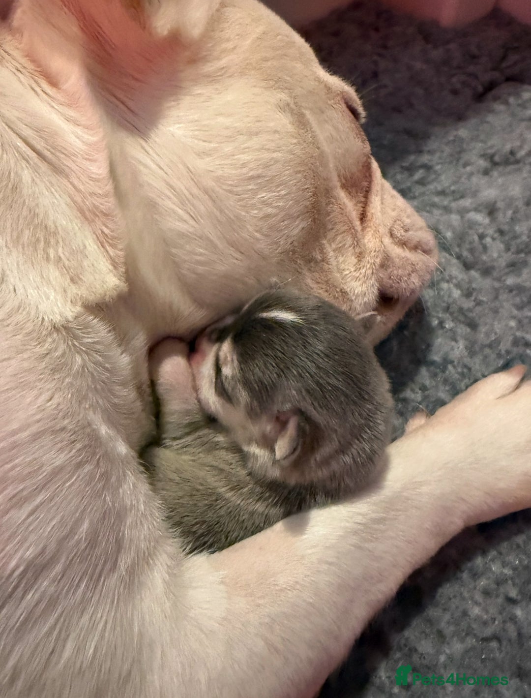 French Bulldog dogs for sale: French Bulldog Puppies - Advert 11