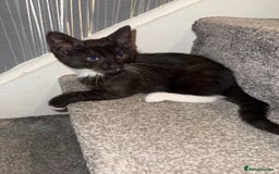 Maine Coon cats for sale: Maine coon x British shorthair kittens  - Image 3