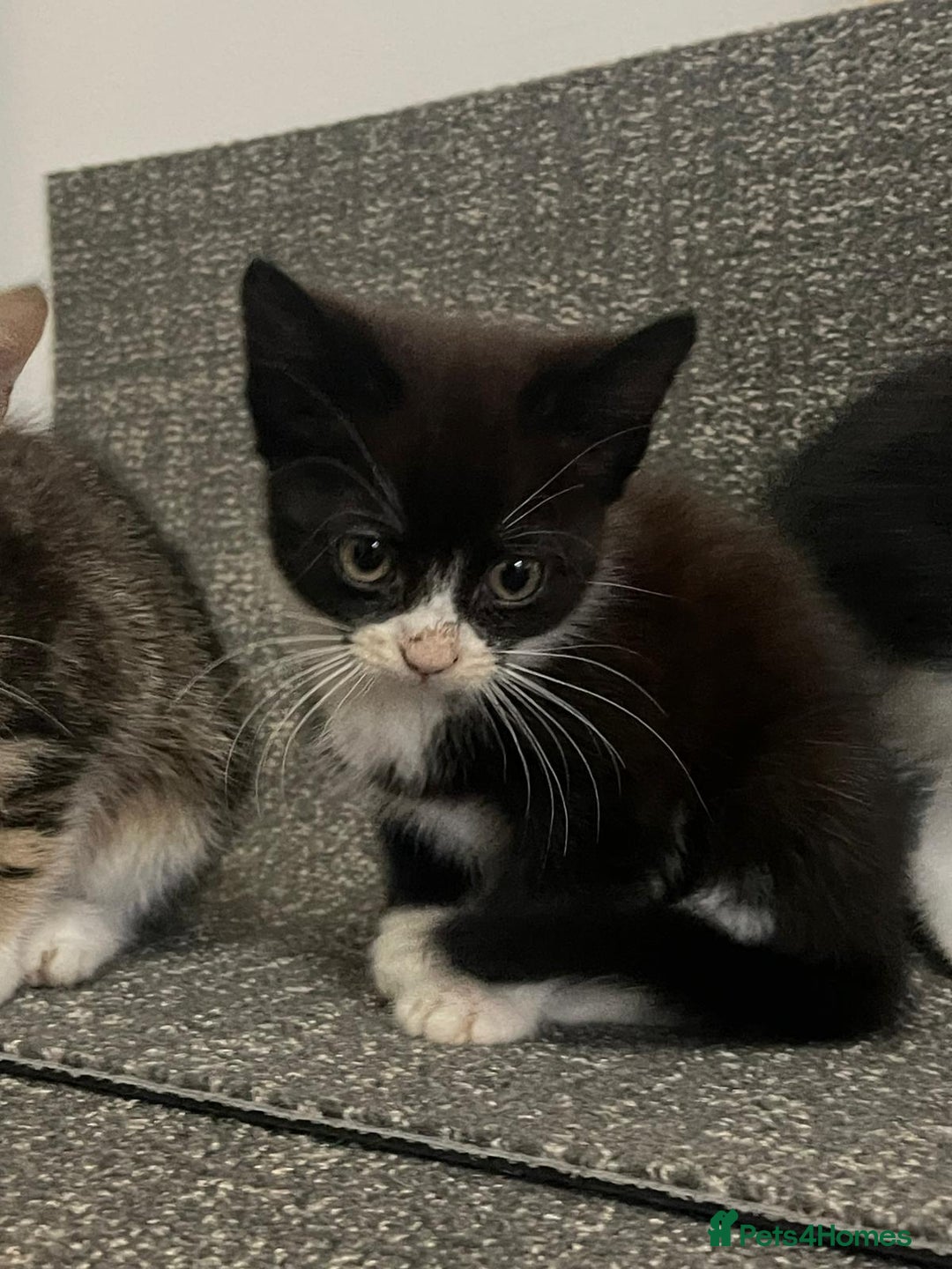 British Shorthair cats for sale: Kittens  - Image 2