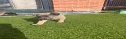 Mixed Breed dogs for sale: Border collie x Belgian Malinois  - Advert 26