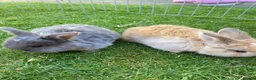 Mini Lop rabbits for sale: Mini Lops  - Advert 1