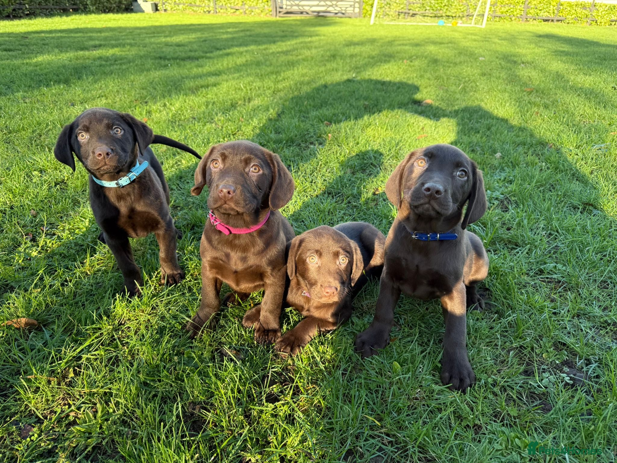 Labrador Retriever dogs Chocolate Labrador puppies  - Advert 16