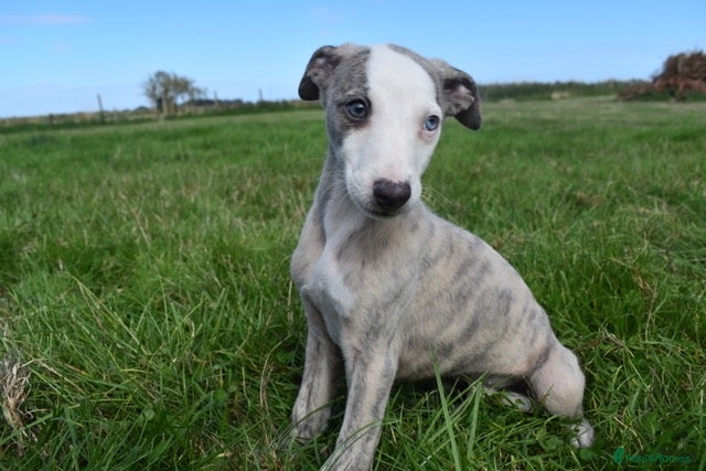 Whippet dogs Beautiful Pedigree Whippet Puppies.  - Advert 5