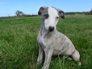 Whippet dogs Beautiful Pedigree Whippet Puppies. - Advert 5