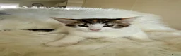 Maine Coon cats for sale: 🐾 Five Beautiful Maine Coon Cross Kittens - Advert 11
