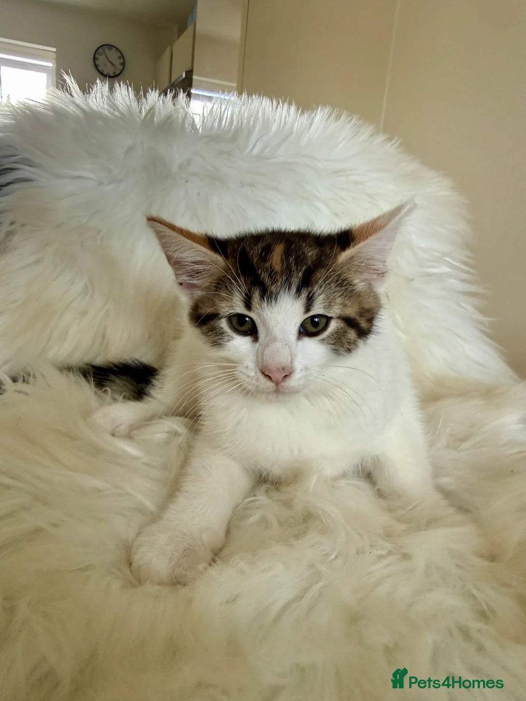 Maine Coon cats for sale: 🐾 Five Beautiful Maine Coon Cross Kittens - Advert 11