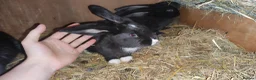 Continental Giant rabbits for sale: Continental giant baby rabbits - Advert 6