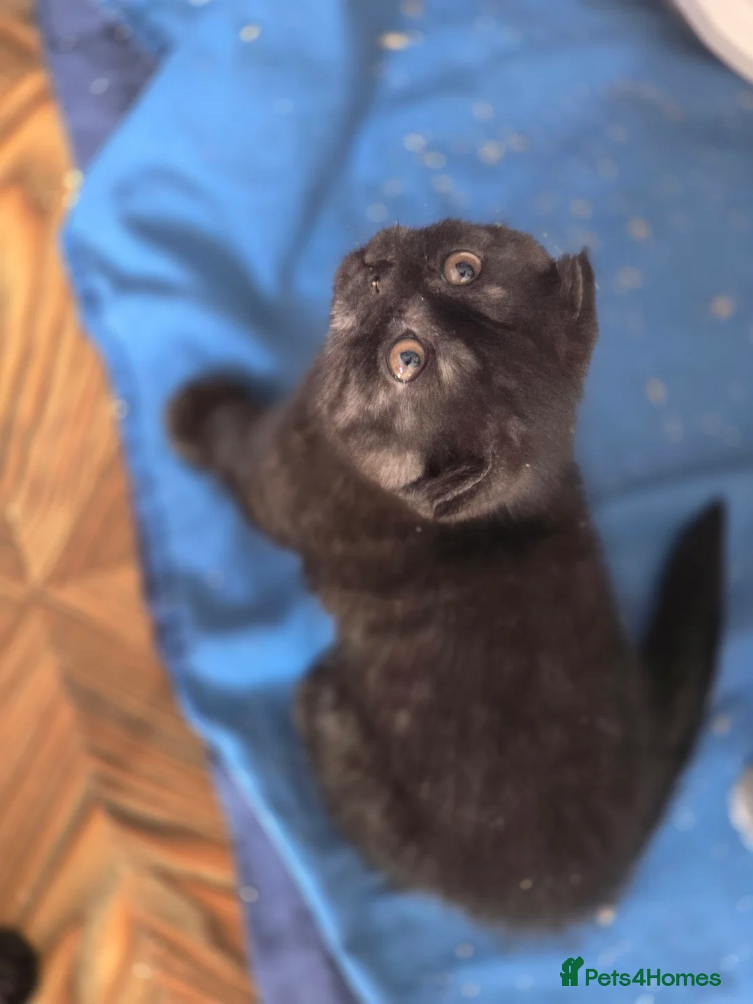 Scottish Fold cats for sale: 🥰LAST  BOY 💜🩵 - Advert 13